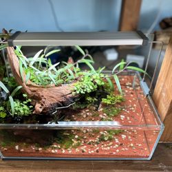 5 Gallon Shallow Tank Pond Style Aquascape - Easy Low-Tech Planted Aquarium Fish Tank 