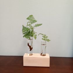 Double Plant Water Propagation Station With Fern Cuttings