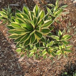 Quadicolor Agaves All For 30