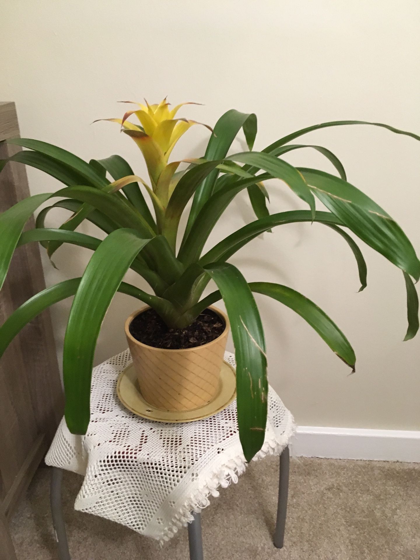 bromeliad plant