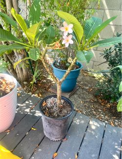 Pink Plumeria plant, 3gal Container