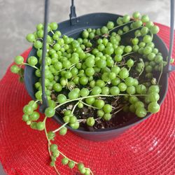 String Of Pearls Outdoor Plant
