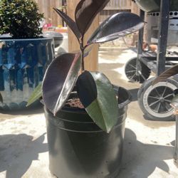 Stunning Rubber Plants – Healthy & Lush!