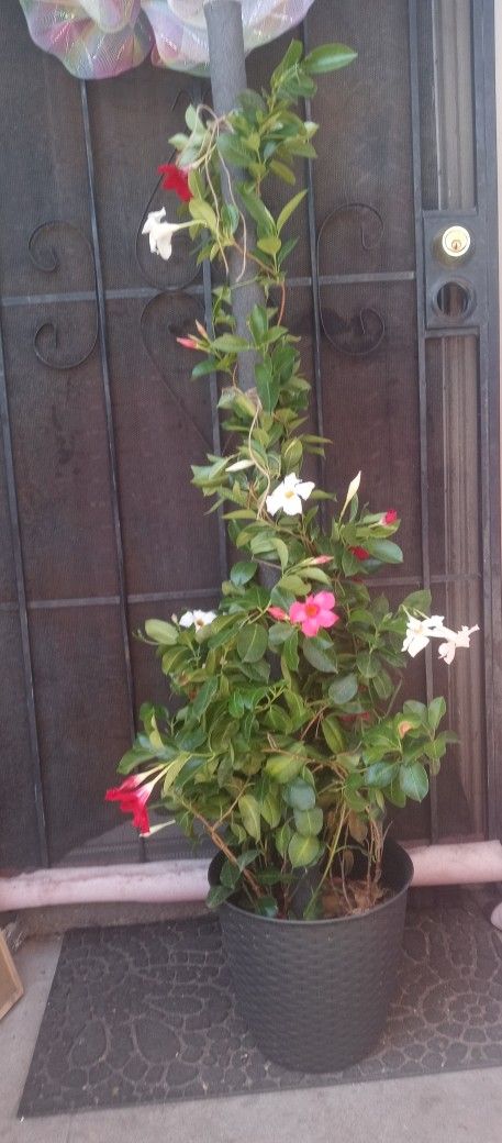 Plant