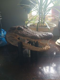 Small croc head