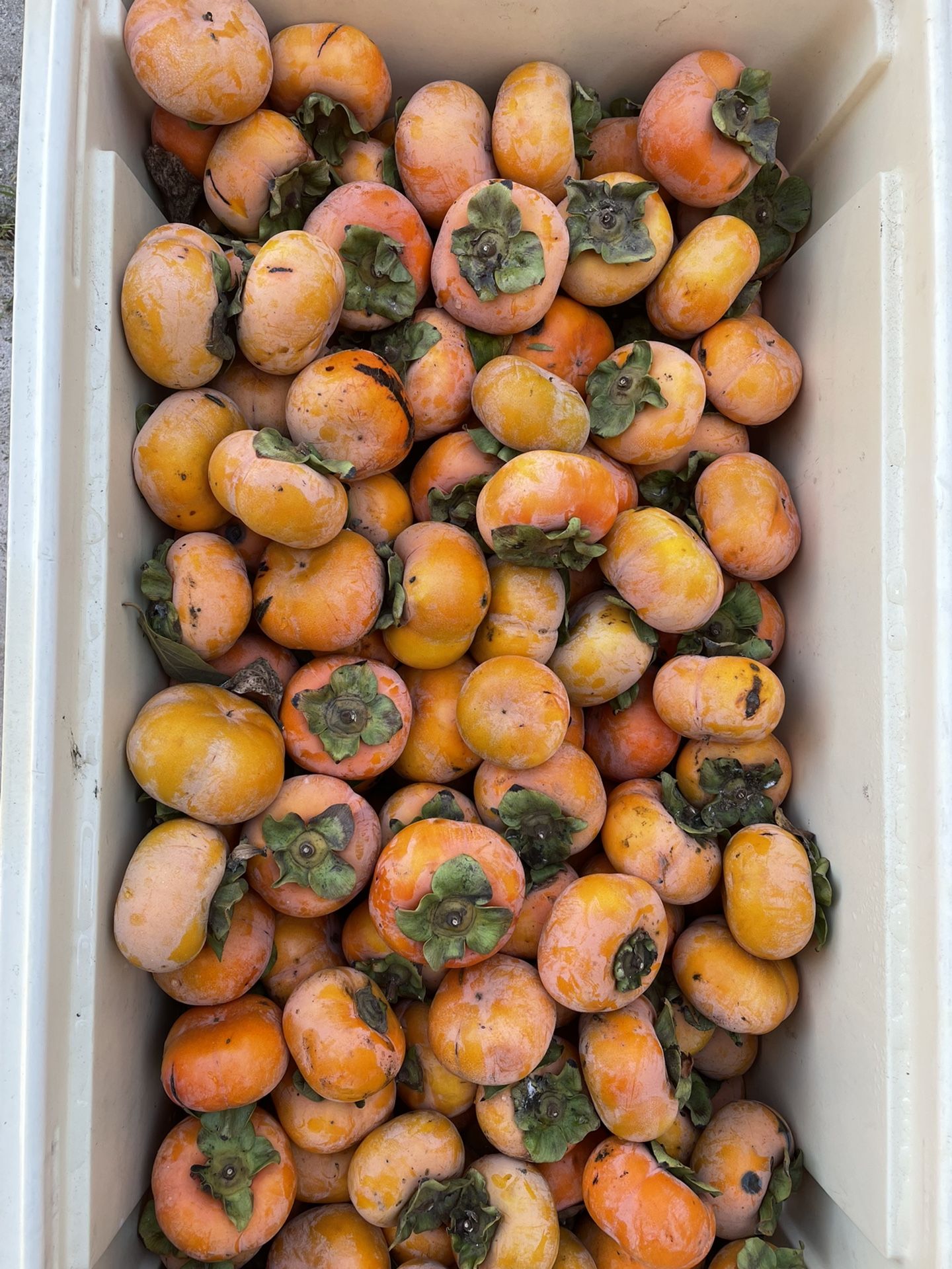 Fresh Persimmon Fruit