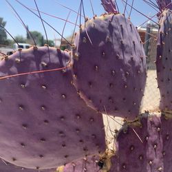 Rare Purple Cactus…Prickly Pear Cactus…Santa Rita Cactus