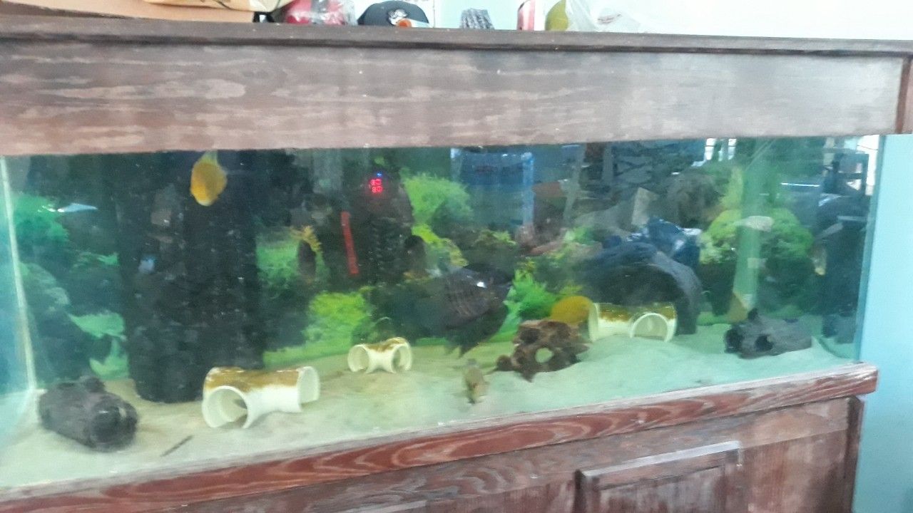 220 Gallon Aquarium With Stand