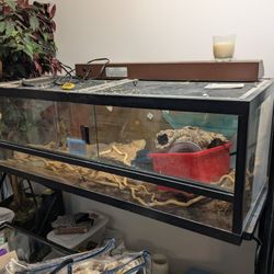 Reptile Or Bearded Dragon Tank 