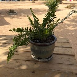 Planta 