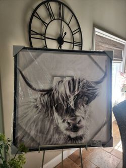 Highland Cow Picture