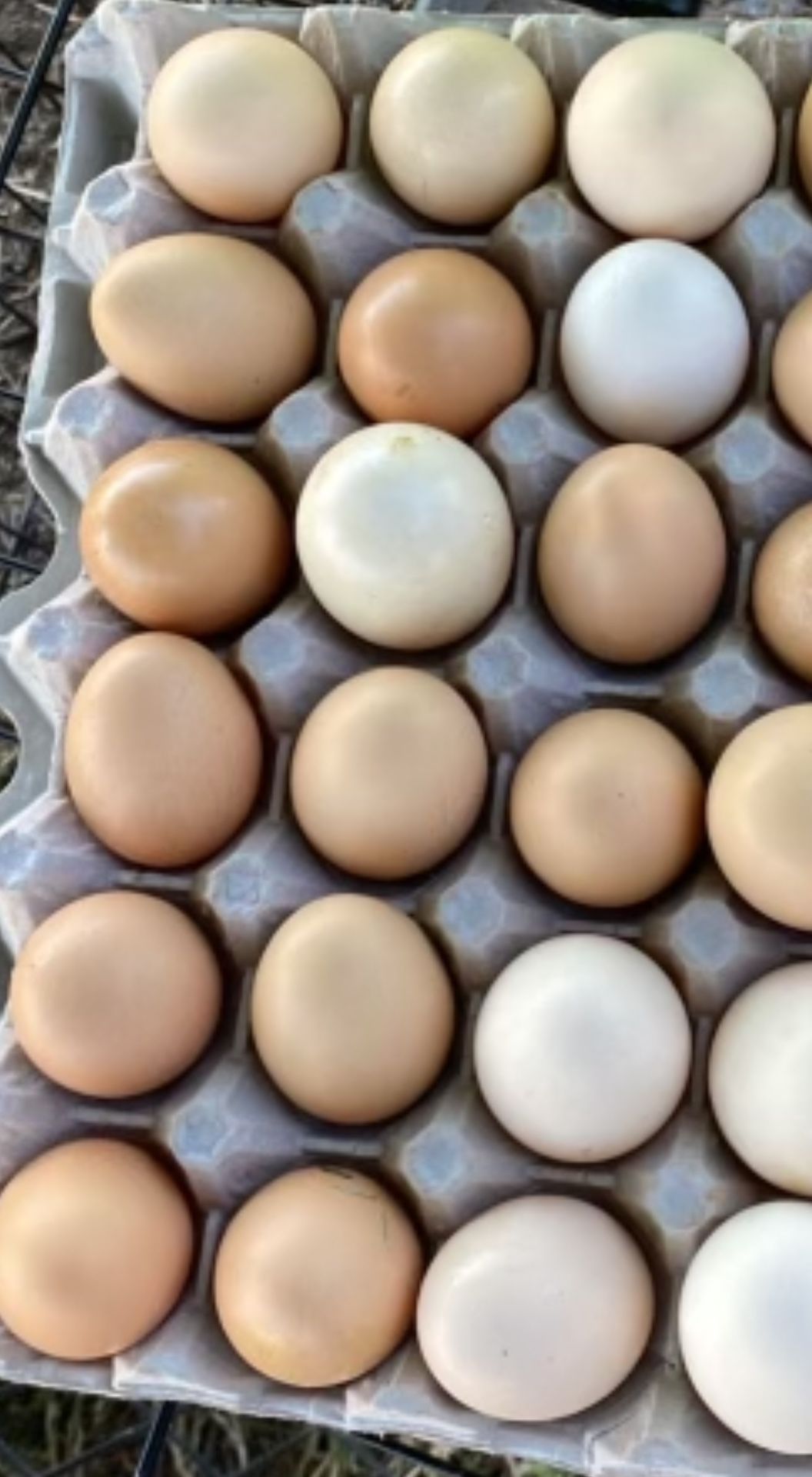 Eggs