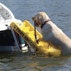 Boat Dog Ladder / Swim ladder