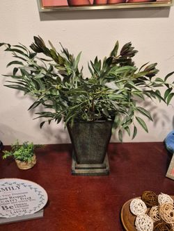 Plant