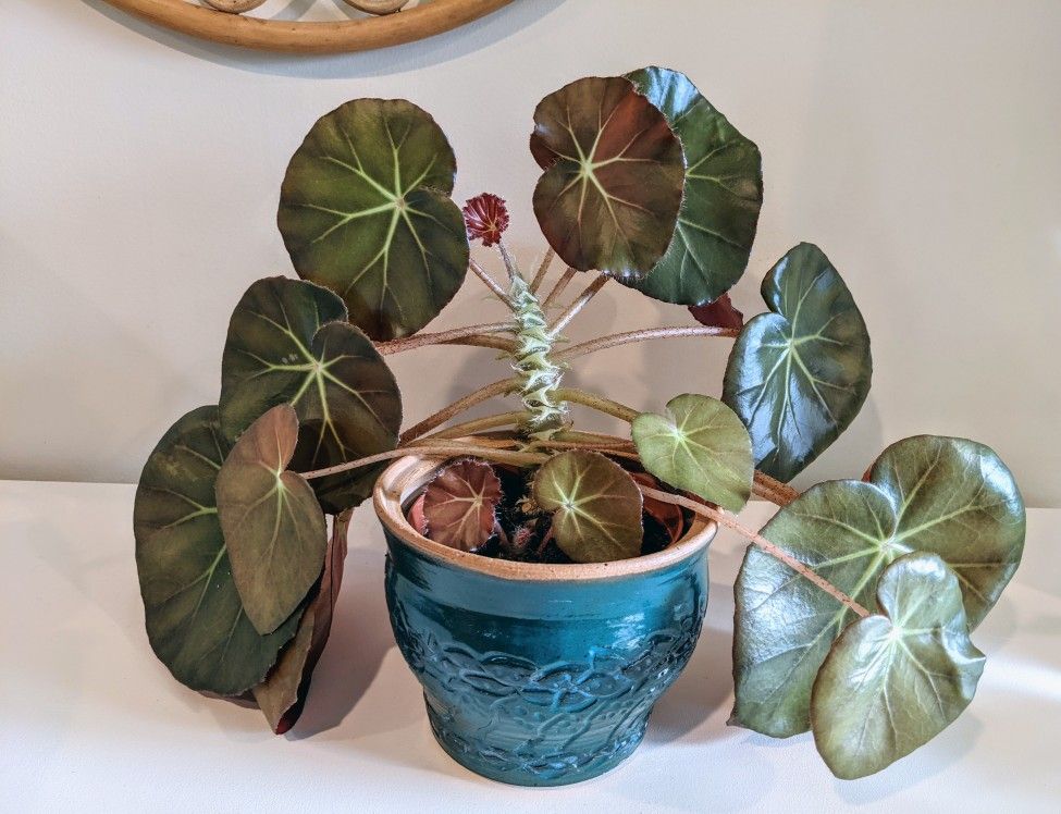 Beefsteak Begonia houseplant