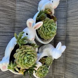 Easter Succulent $15 Each