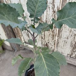 Collard Tree (  Planta De Berza Comestible )