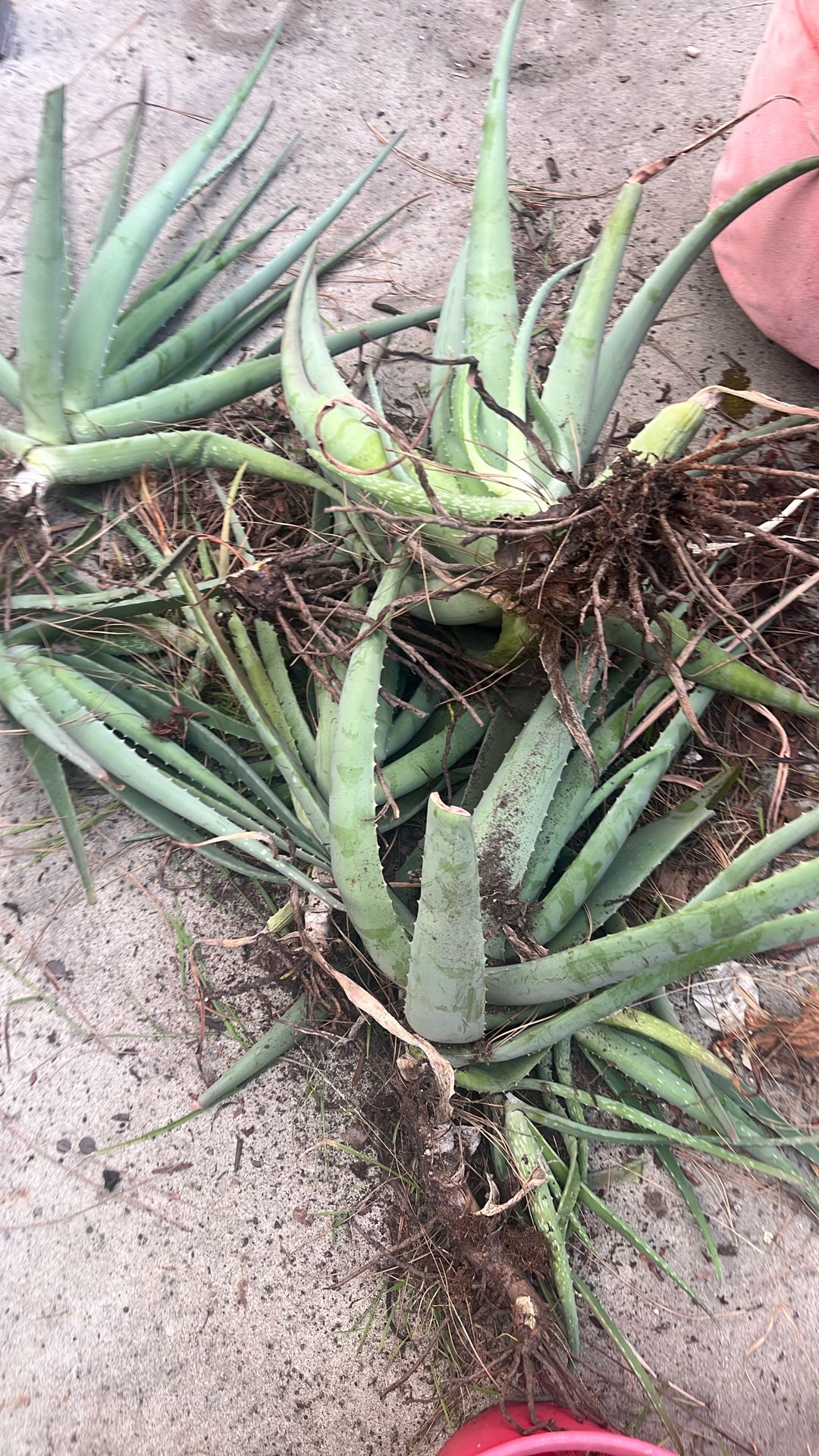 Free Aloe Plants