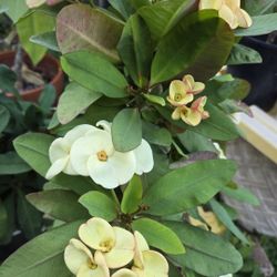 Coronas de cristo Plantas/ Crown 👑 Of Thorns Plants 🪴