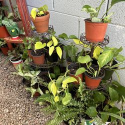 Small  plants  5  each