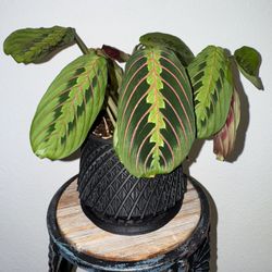 Medium Size Prayer Plant In 3D Printed Pot With Drainage 