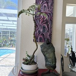 Succulent Bonsai