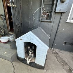 Dog House 