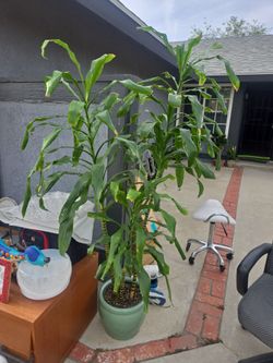 Dracaena lisa tall plant