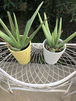Aloe vera plants in ceramic pots