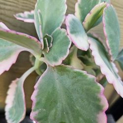 Kalanchoe fedtschenkoi 'Variegata',
