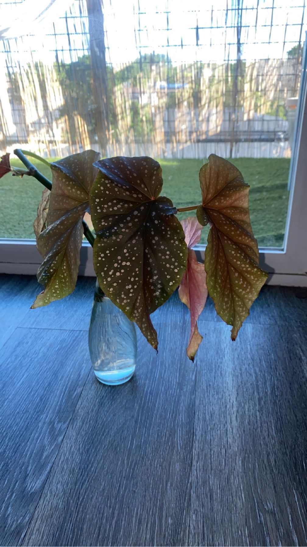 Angel Wing Begonia