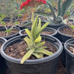 Plants