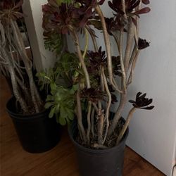 Succulents Of All Sizes