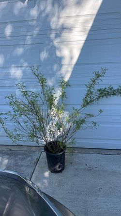 5 Gallon Mexican Marigold