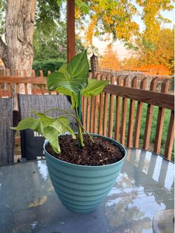 Plant: syngonium podophyllum