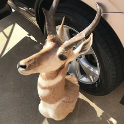 Antelope Pronghorn Mount