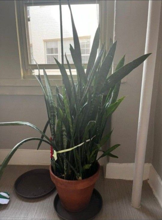 Huge Snake Plant 