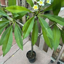 Plumeria