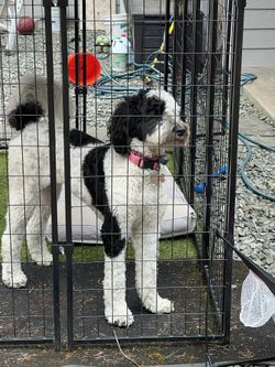 Lucky Dog Outdoor Kennel