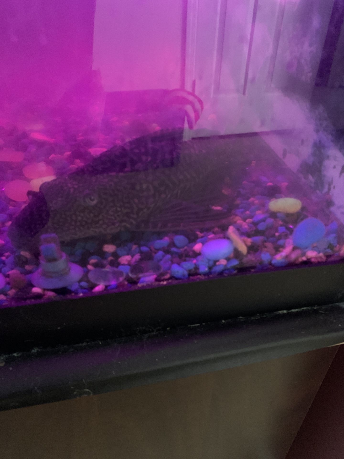 Large Plecostomus