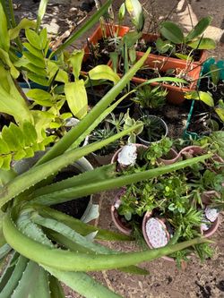 Mixed Plant Collection