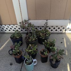 Succulents Variety $5-$8
