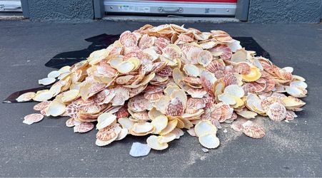 Large Lot (200+) of Scallop/ Pectin Shells