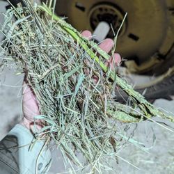 2025 First Cutting Hay