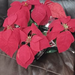 (3) Poinsettia Plants 