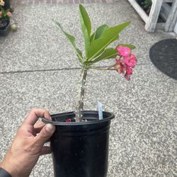 Pink/ Green Crown Of Thorns (large Flower)