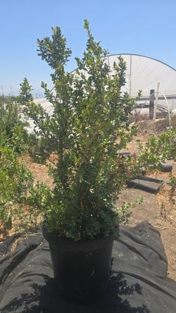 Japanese Boxwood