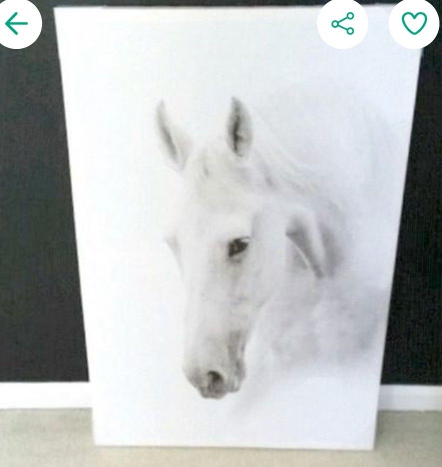 Large White Horse Canvas