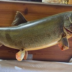  mounted fish taxidermy