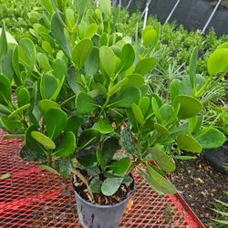 Huge Clusias Only $10 Feet Tall Instant Privacy Hedge For Fence